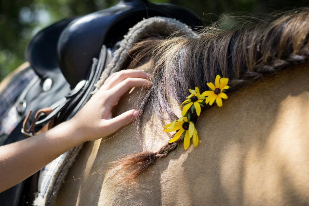 Hand grooming a horse’s braided mane